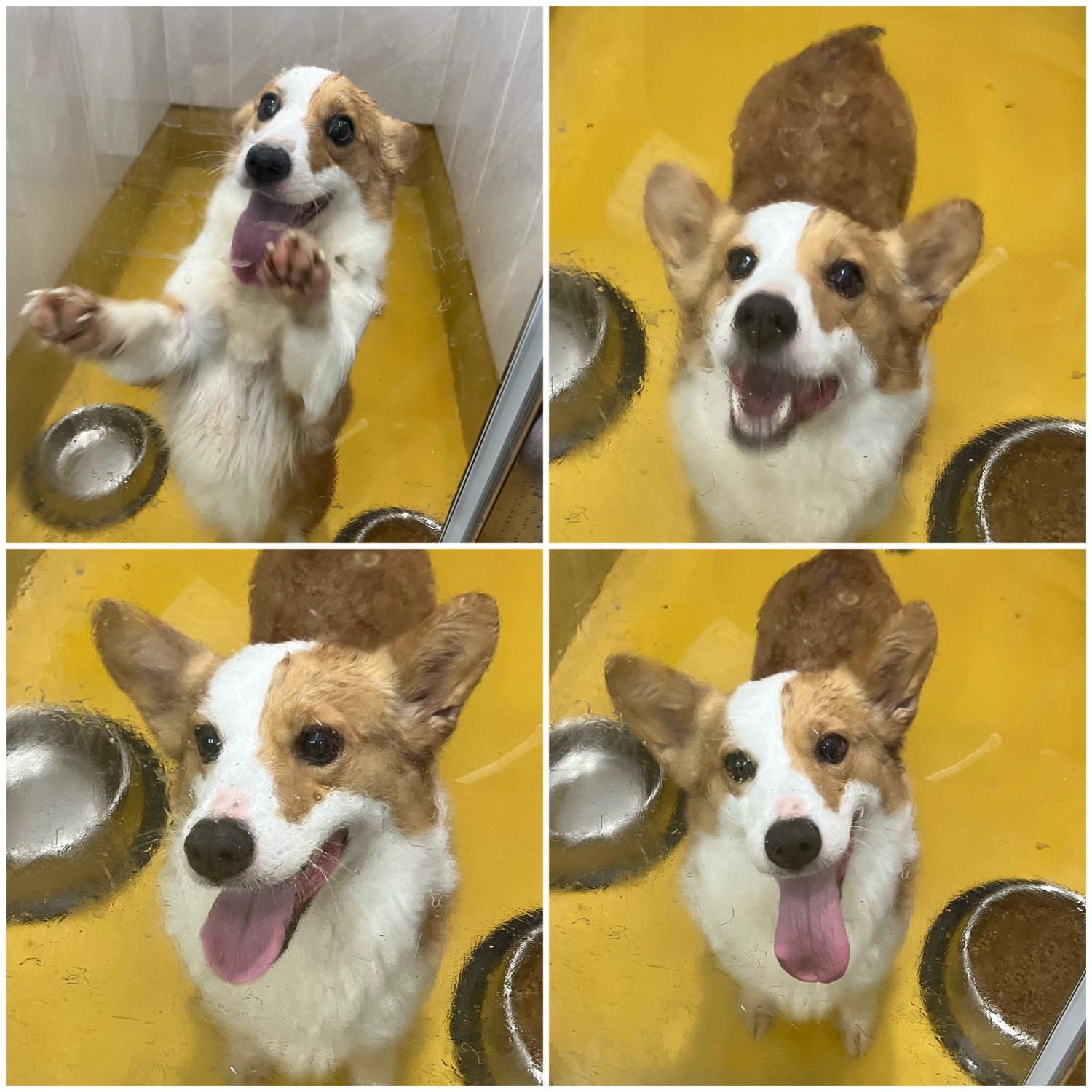 천안시 동물보호센터_444449202400090